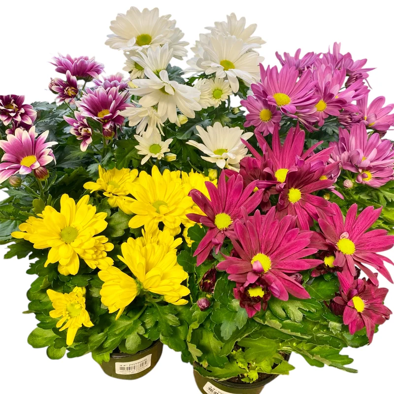 Chrysanthèmes de Pâques