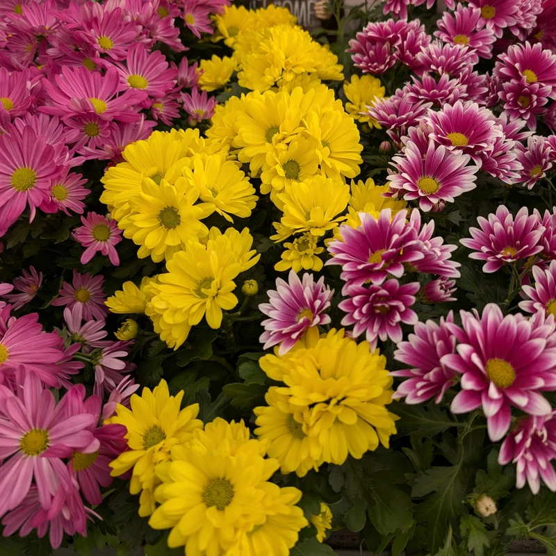 Chrysanthèmes de Pâques