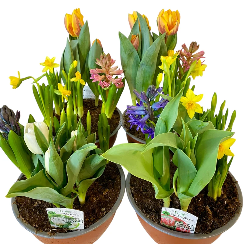 Jardin de Bulbes de Pâques