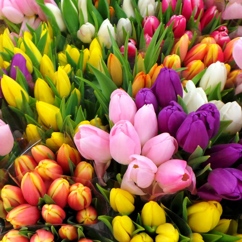 Bouquets de 10 tulipes pour Pâques