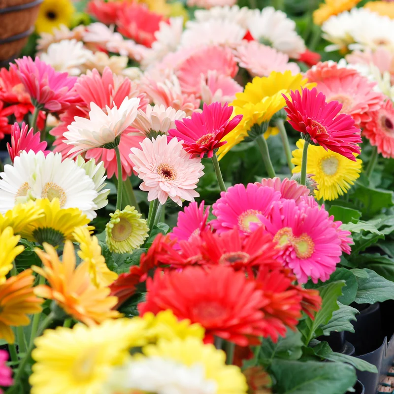 Sélection de Gerbera jamesonii – Gerbera