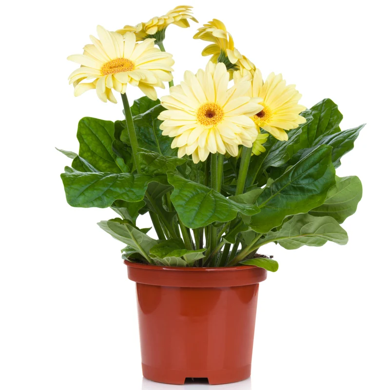 Sélection de Gerbera jamesonii – Gerbera