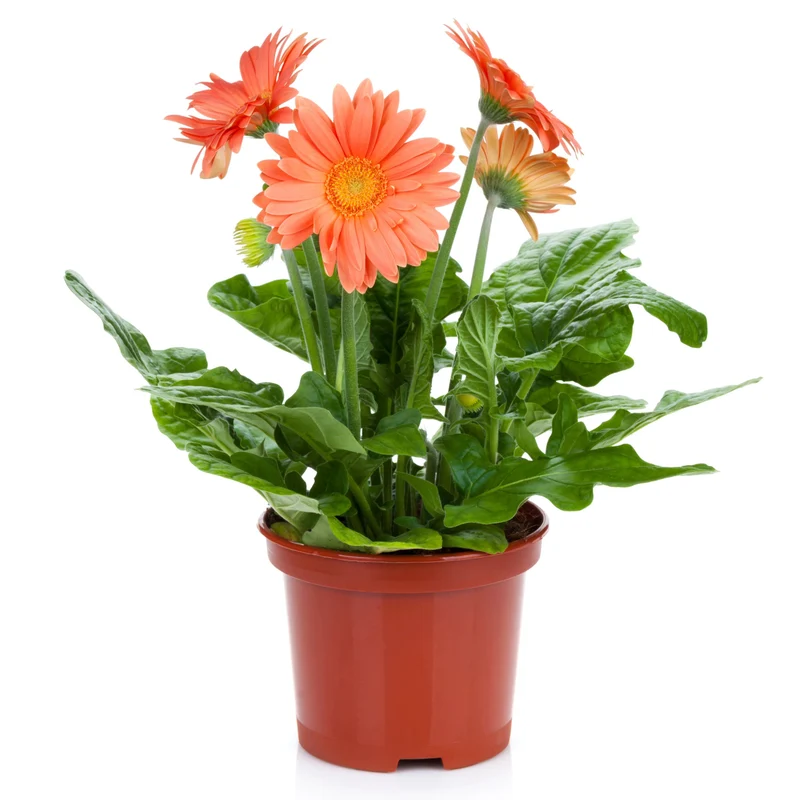 Sélection de Gerbera jamesonii – Gerbera