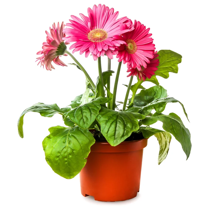Sélection de Gerbera jamesonii – Gerbera