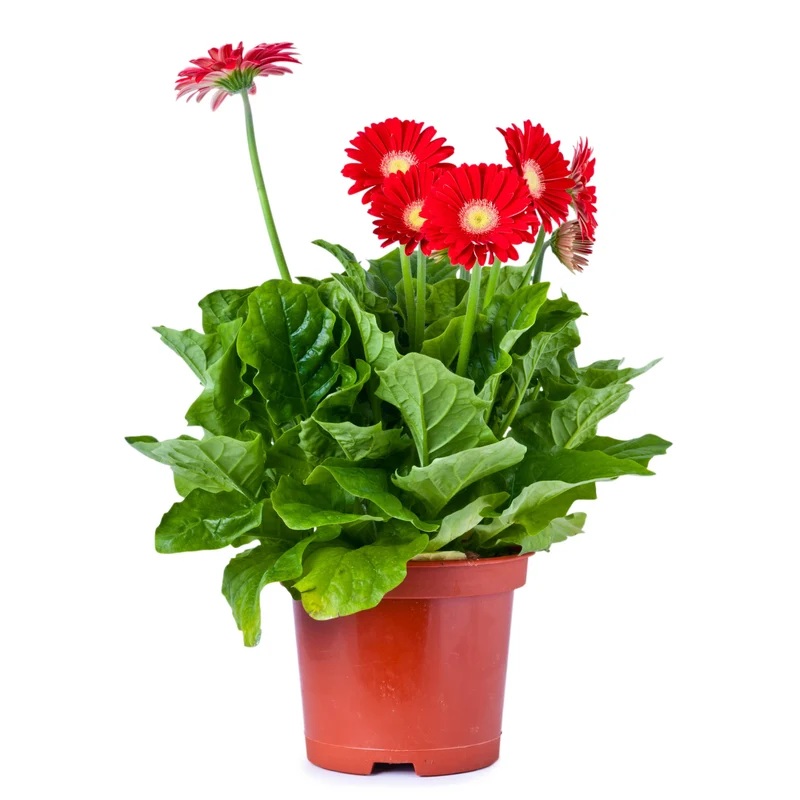 Sélection de Gerbera jamesonii – Gerbera