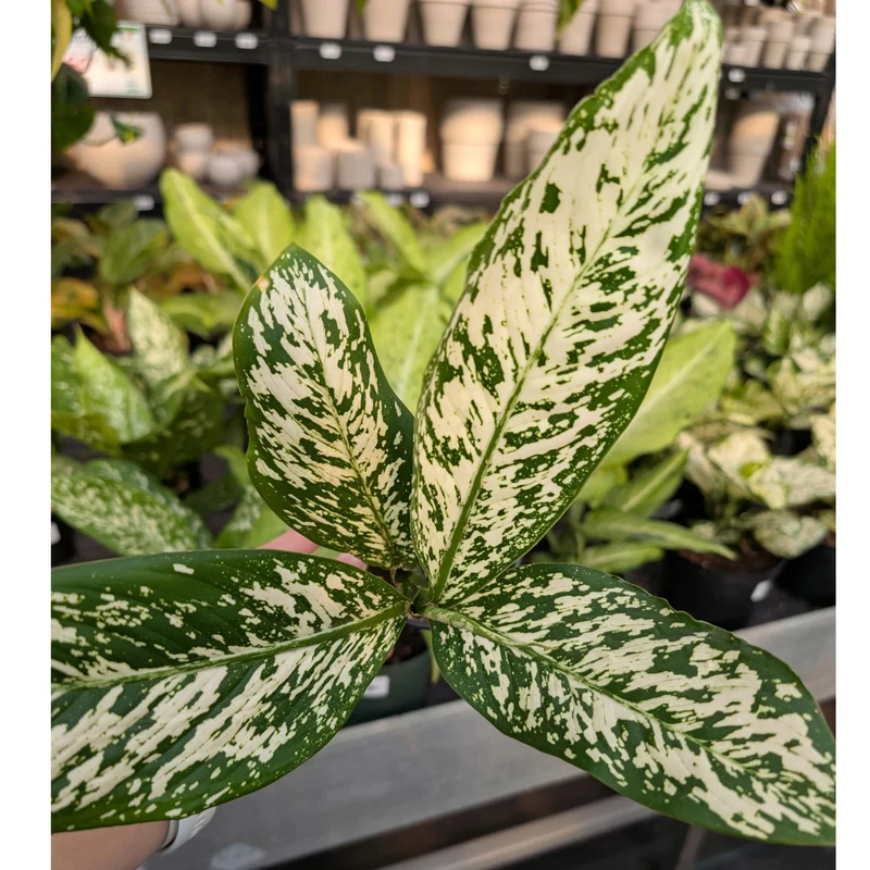 Dieffenbachia 'White Blizzard'