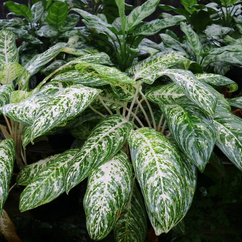 Dieffenbachia 'White Blizzard'