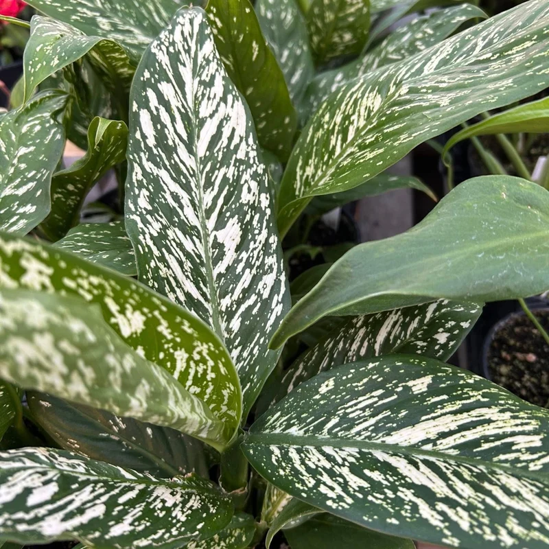 Dieffenbachia 'White Blizzard'