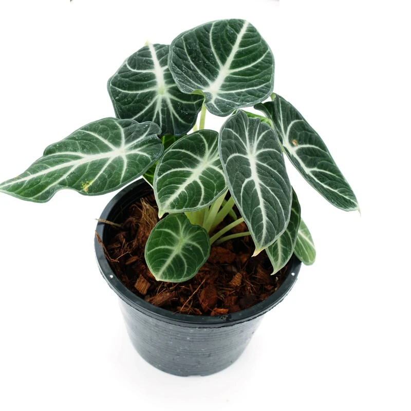 Anthurium Crystallinum Magnificum