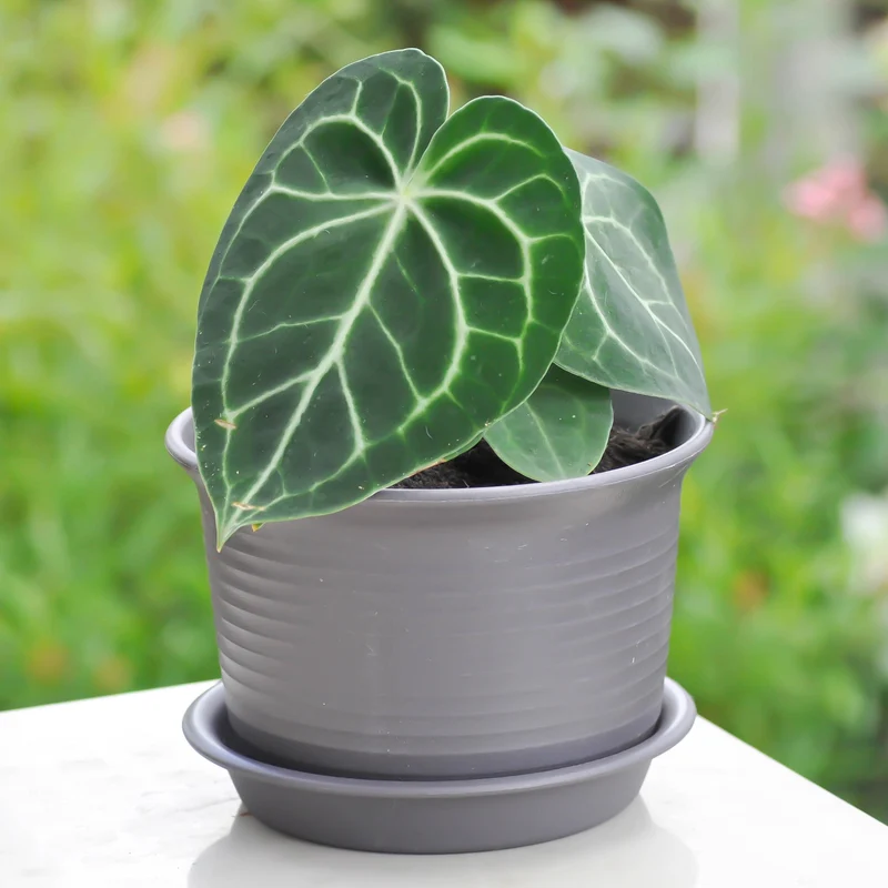 Anthurium Crystallinum Magnificum