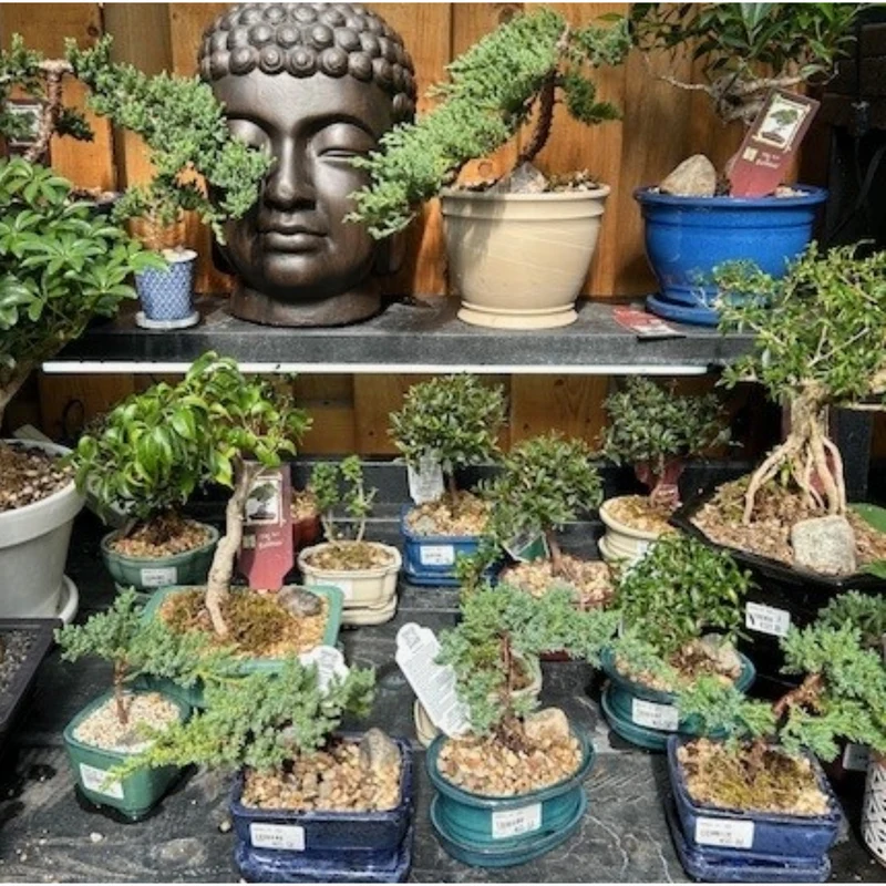 Assortiment de Bonsaïs