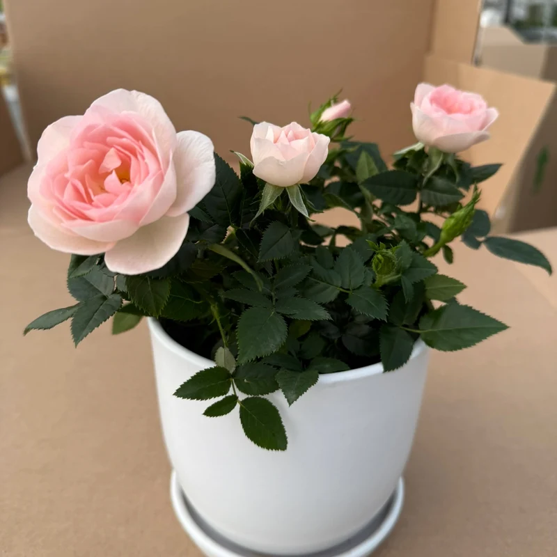 Rosa 'RosAroma®' - Rosier d'intérieur 'RosAroma®'