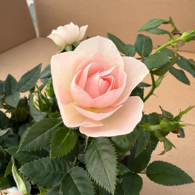 Rosa 'RosAroma®' - Rosier d'intérieur 'RosAroma®'