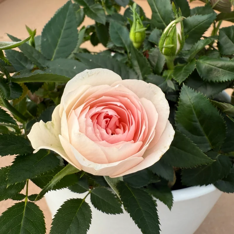 Rosa 'RosAroma®' - Rosier d'intérieur 'RosAroma®'