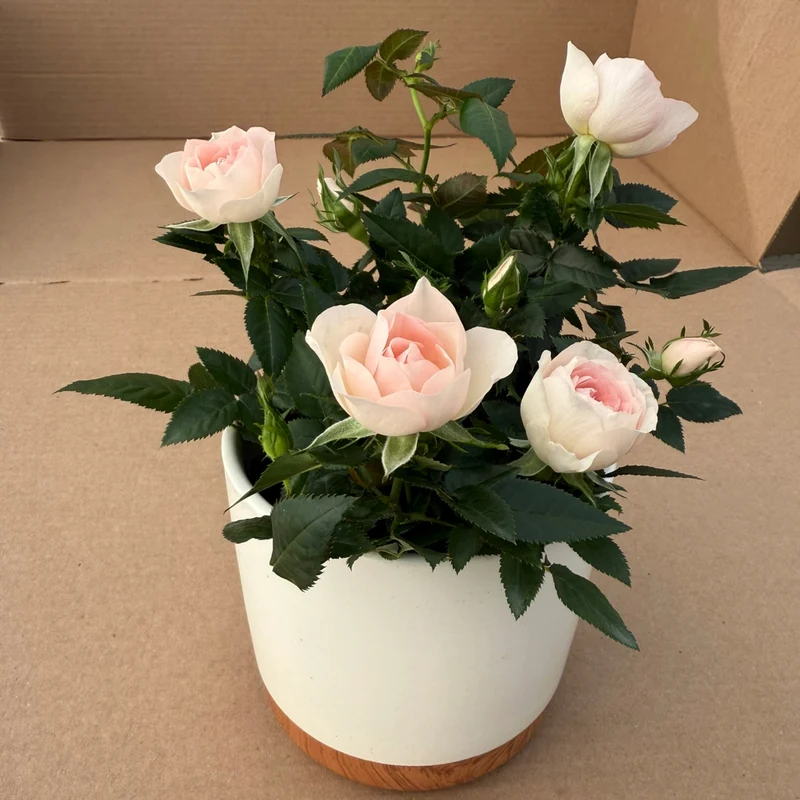 Rosa 'RosAroma®' - Rosier d'intérieur 'RosAroma®'