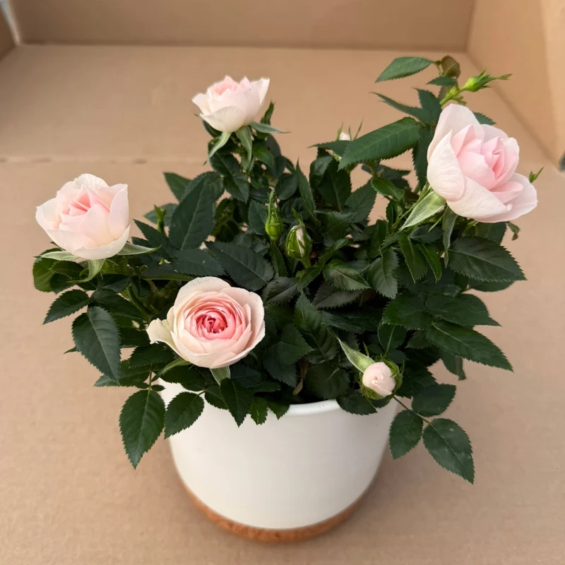 Rosa 'RosAroma®' - Rosier d'intérieur 'RosAroma®'