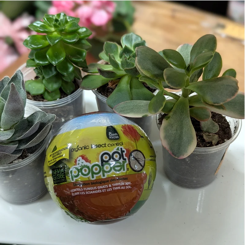 Nématodes Pot Poppers