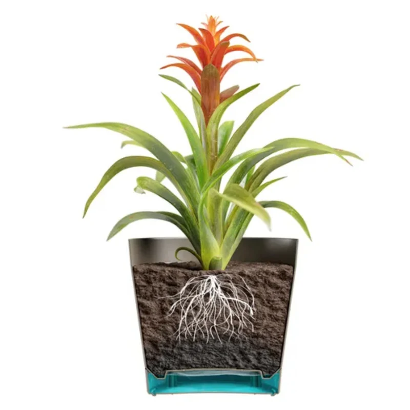Pot Bloom Collection Tera