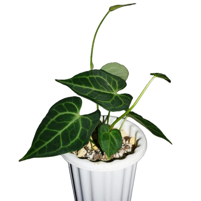 Anthurium 'King of Clarinervium'