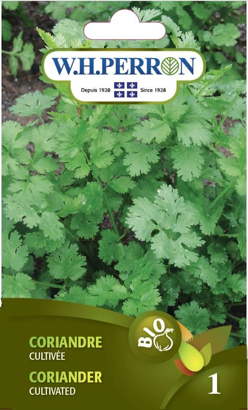Coriandre 'Cultivée' - Semences