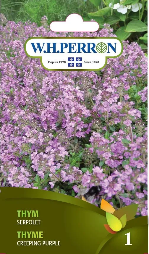 Thym 'Serpolet' - Semences