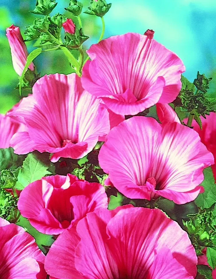 Lavatera 'Silver Cup' - Semences