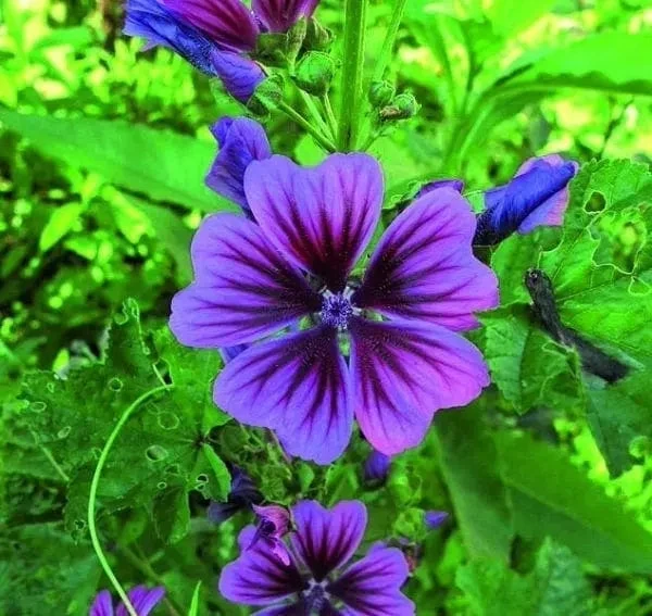 Malva 'Braveheart' - Semences