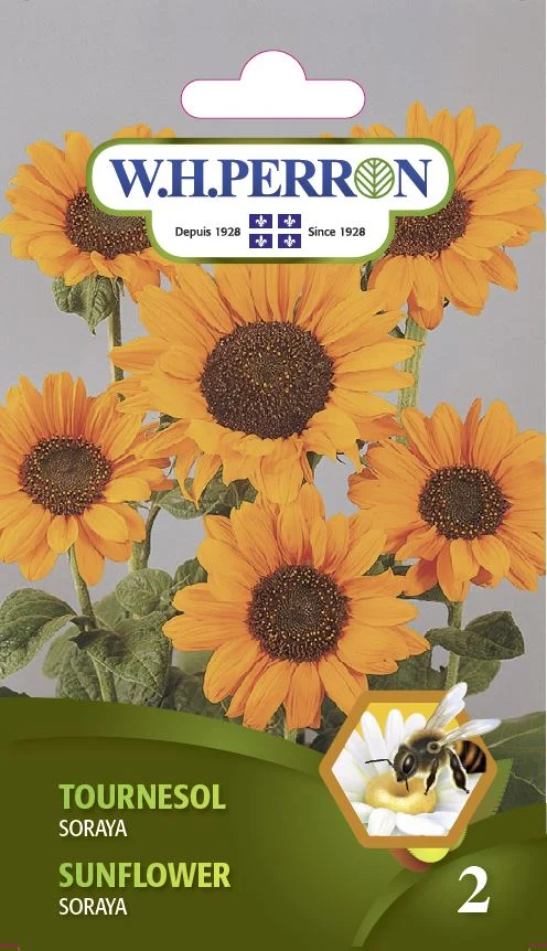 Tournesol 'Soraya' - Semences