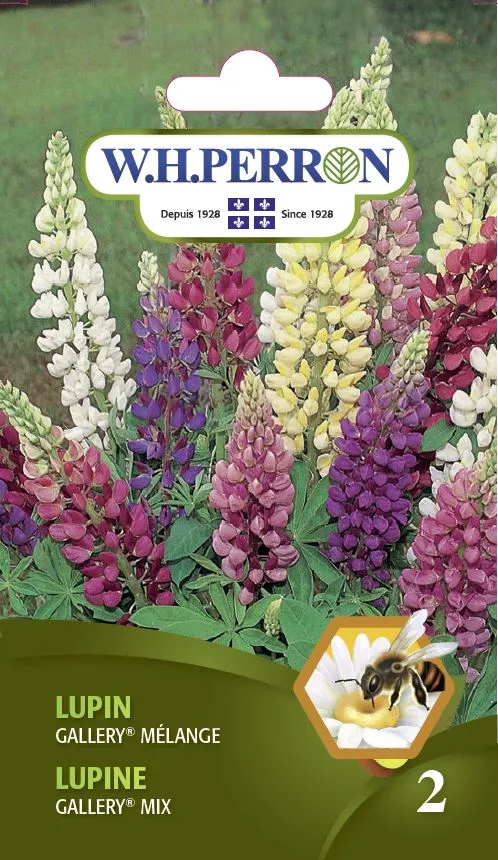 Lupin 'Gallery® Mélange' - Semences