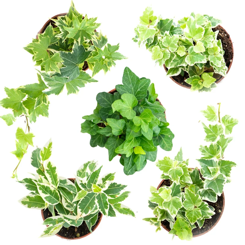 Lierres assortis en pot de 11 cm