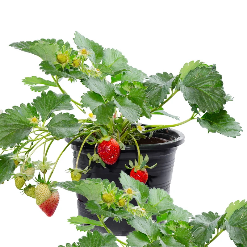 Sélection de fraisiers en 1 gallon