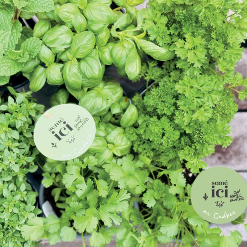 Fines Herbes assorties Sème-Saveurs