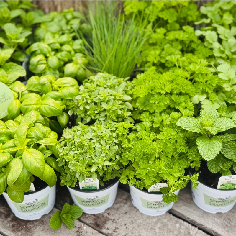 Fines Herbes assorties Sème-Saveurs