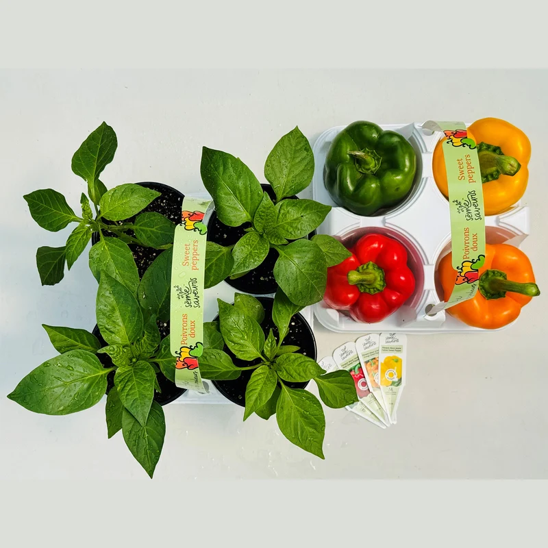 Assortiment de 4 plants de poivrons doux