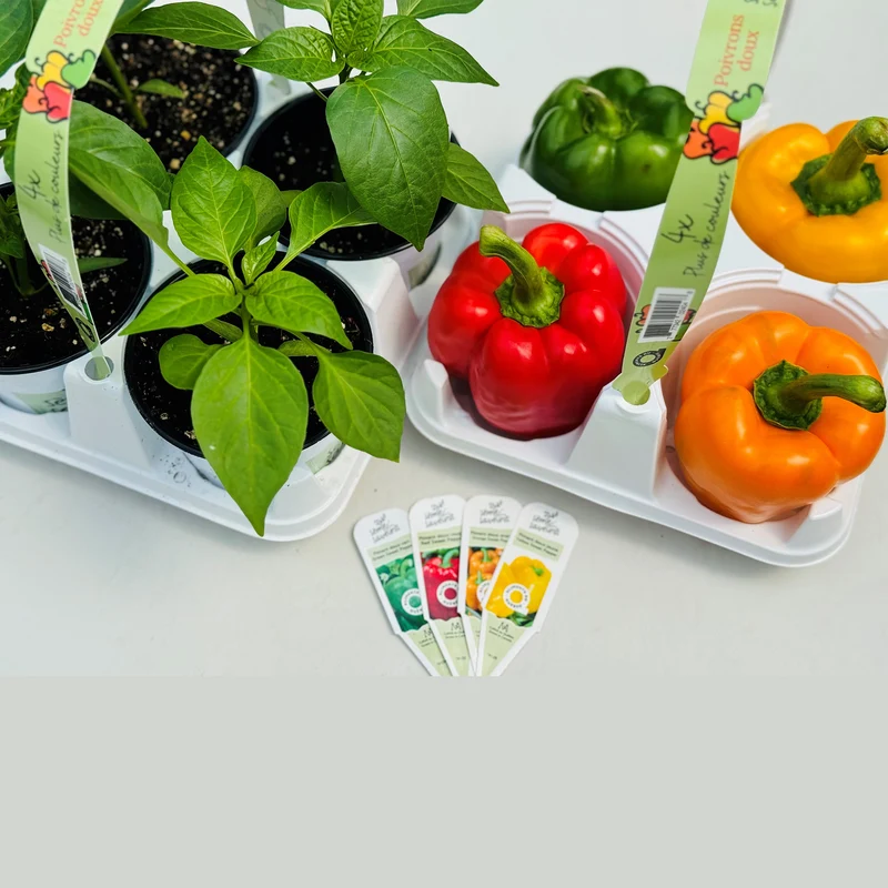 Assortiment de 4 plants de poivrons doux