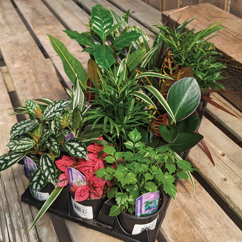 Assortiment de plantes vertes petit format