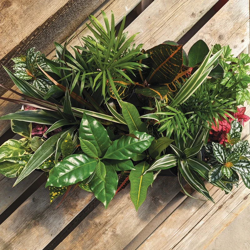 Assortiment de plantes vertes petit format