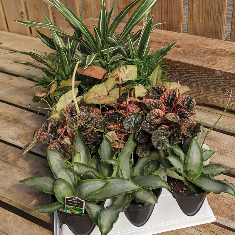 Assortiment de plantes vertes petit format