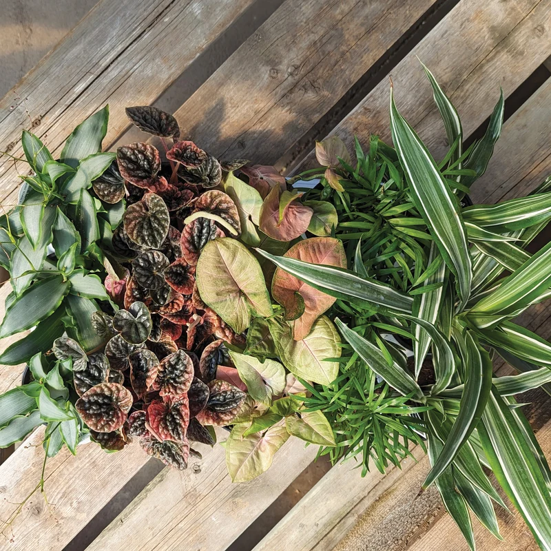 Assortiment de plantes vertes petit format