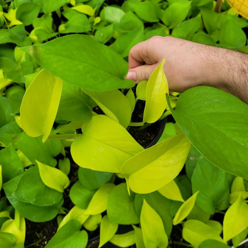 Epipremnum aureum 'Neon' – Pothos 'Neon'