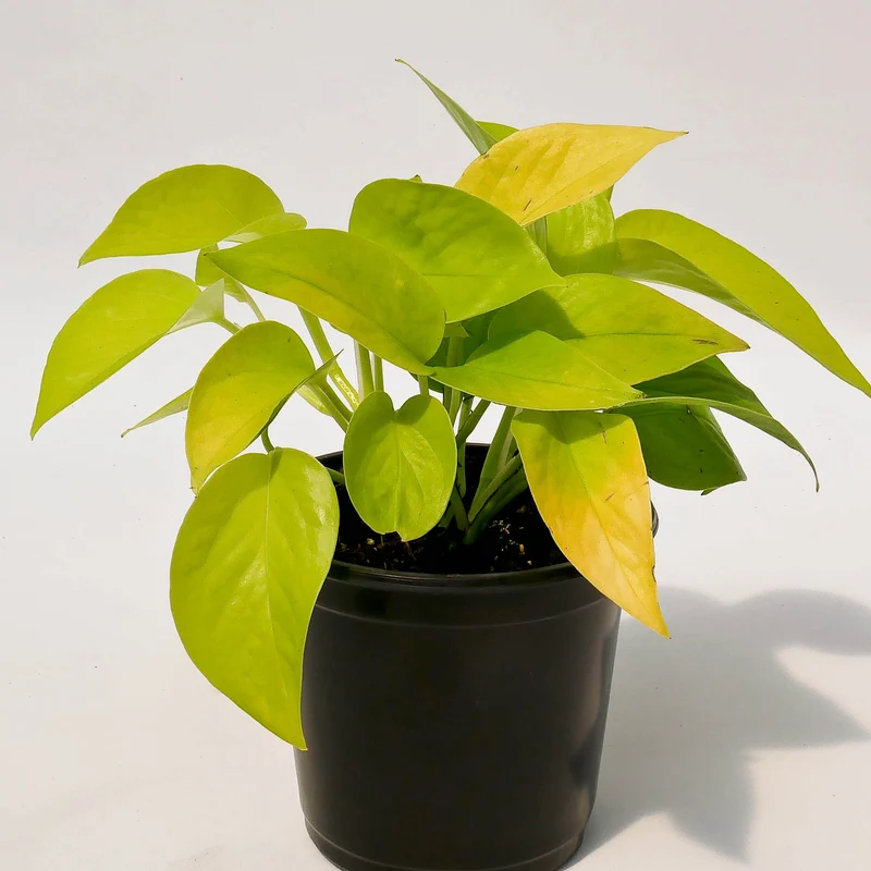 Epipremnum aureum 'Neon' – Pothos 'Neon'