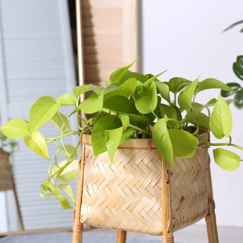 Epipremnum aureum 'Neon' – Pothos 'Neon'