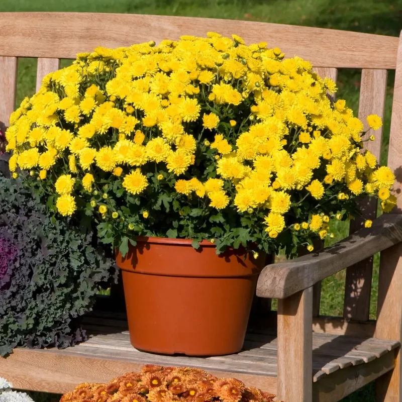 Chrysanthemum (Dendranthemum) Igloo 'Sunny' – Chrysanthème Igloo 'Sunny'