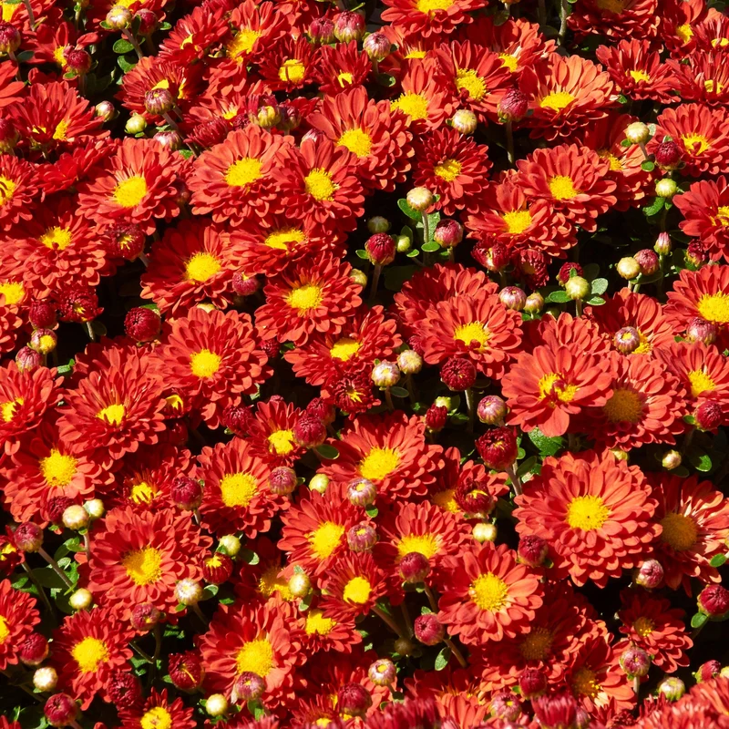 Chrysanthemum (Dendranthemum) Igloo 'Firedance' – Chrysanthème Igloo 'Firedance'