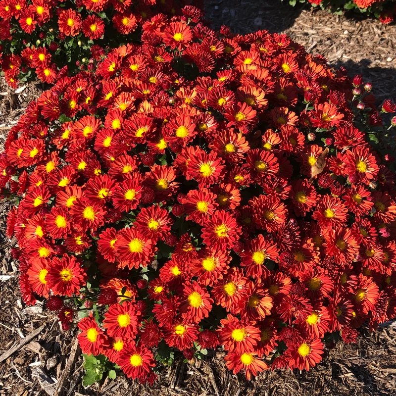 Chrysanthemum (Dendranthemum) Igloo 'Firedance' – Chrysanthème Igloo 'Firedance'