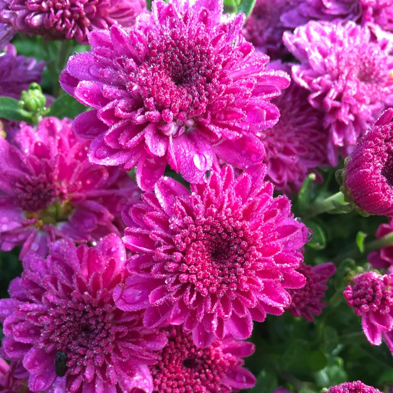 Chrysanthemum (Dendranthemum) Igloo 'Ice Pink' – Chrysanthème Igloo 'Ice Pink'