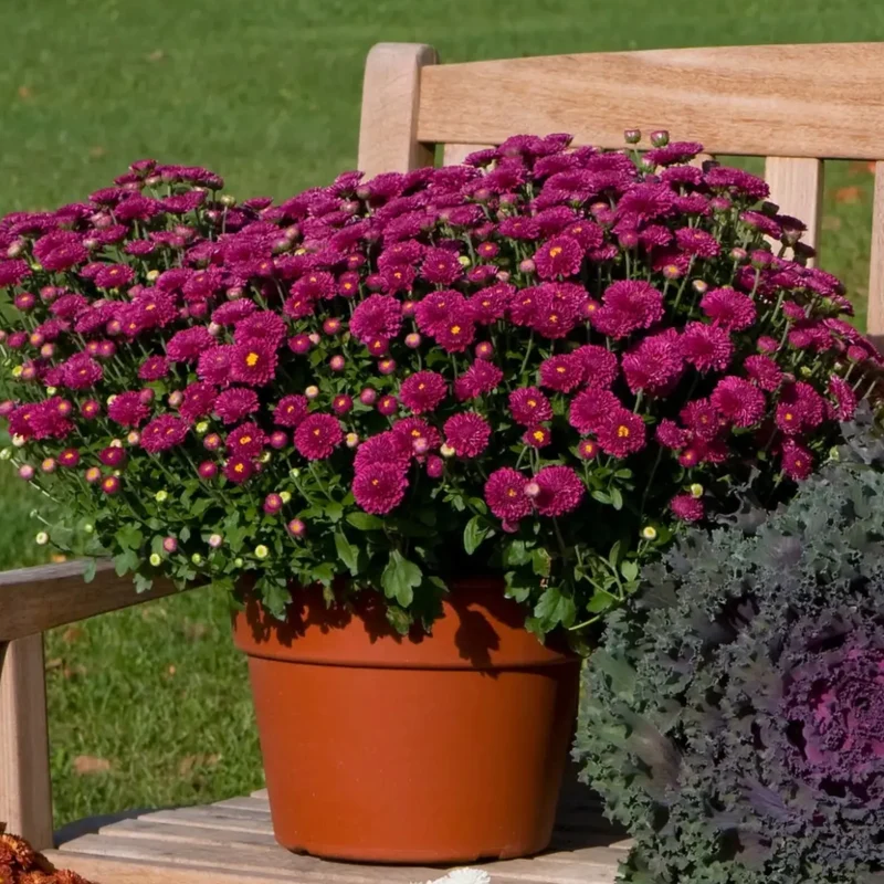 Chrysanthemum (Dendranthemum) Igloo 'Ice Pink' – Chrysanthème Igloo 'Ice Pink'