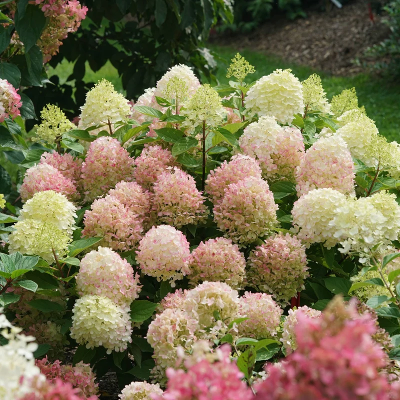 Hydrangea paniculata 'Fire Light Tidbit'® - Hydrangée paniculée Fire Light Tidbit®