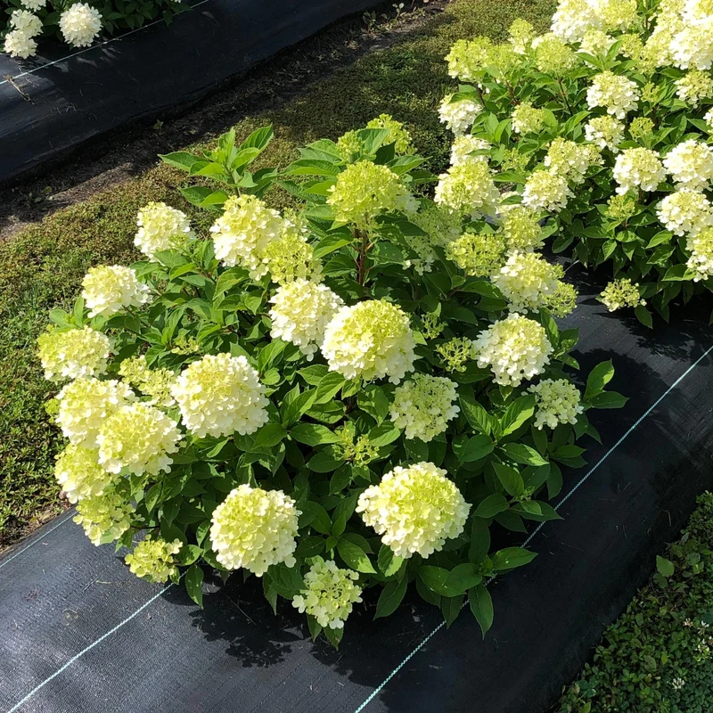 Hydrangea paniculata 'Fire Light Tidbit'® - Hydrangée paniculée Fire Light Tidbit®