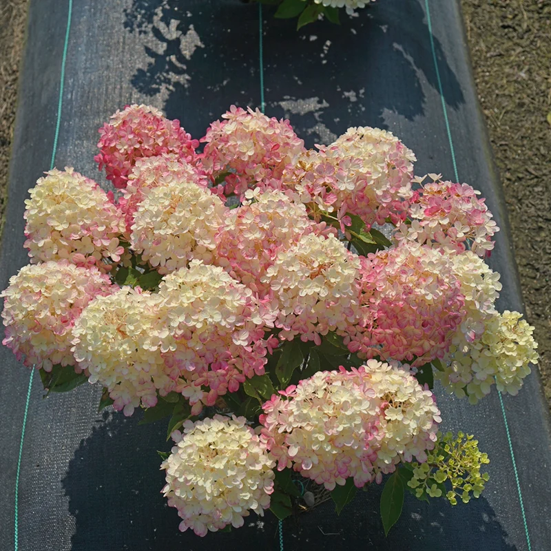 Hydrangea paniculata 'Fire Light Tidbit'® - Hydrangée paniculée Fire Light Tidbit®